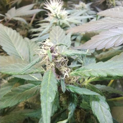 Purple lemonade#2 growlog timeline photo