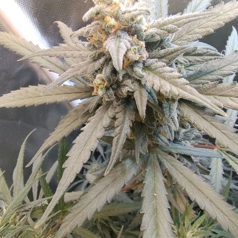 Diabo rojo growlog timeline photo