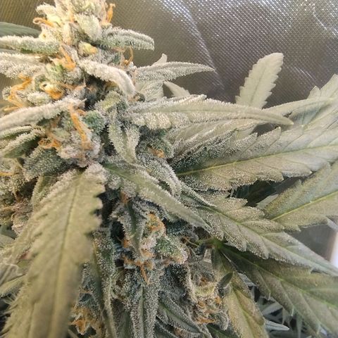 Diabo rojo growlog timeline photo