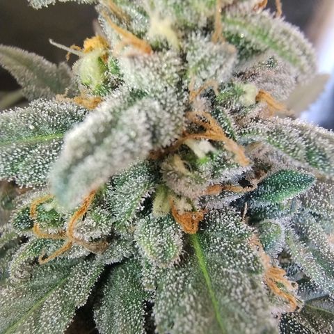 Diabo rojo growlog timeline photo
