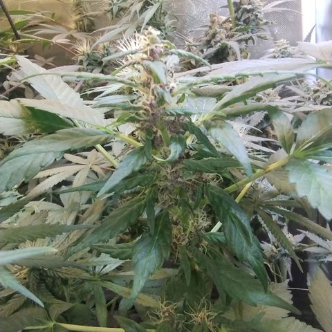 Purple lemonade#2 growlog timeline photo