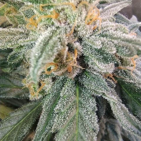 Diabo rojo growlog timeline photo