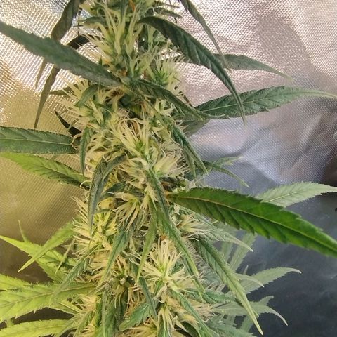 #skunk1 growlog timeline photo