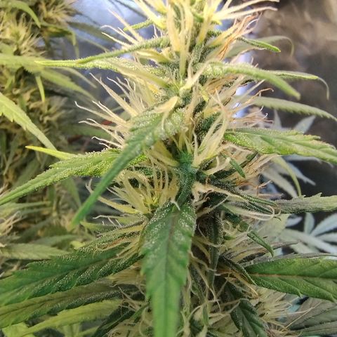 #skunk1 growlog timeline photo