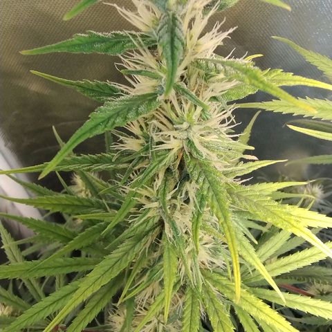 #skunk1 growlog timeline photo