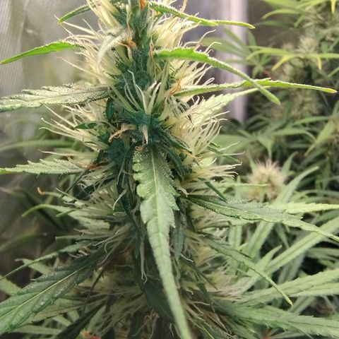 #skunk1 growlog timeline photo