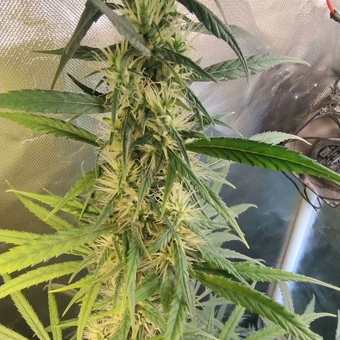 #skunk1 growlog timeline photo
