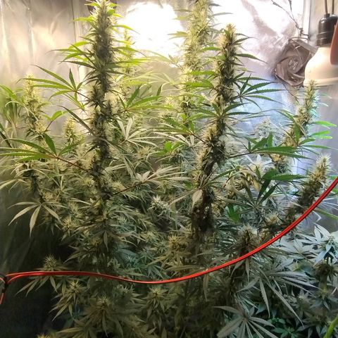 #skunk1 growlog timeline photo