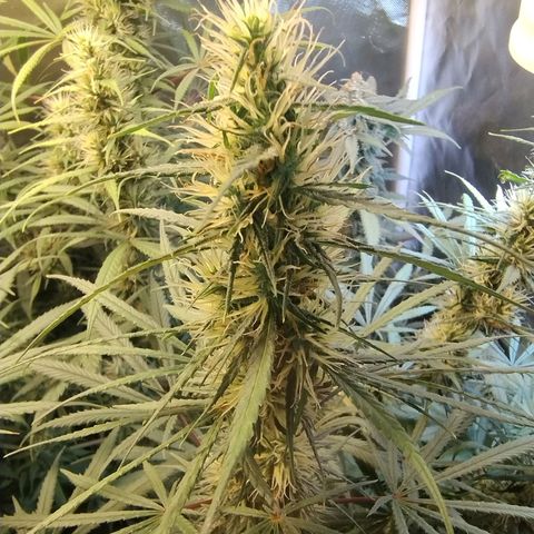 #skunk1 growlog timeline photo