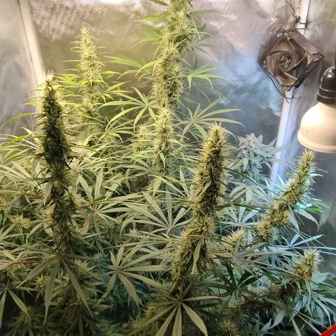 #skunk1 growlog timeline photo