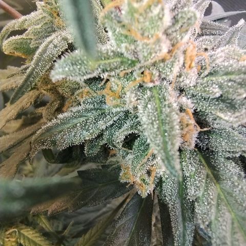 Diabo rojo growlog timeline photo