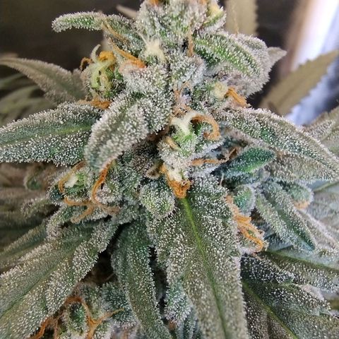 Diabo rojo growlog timeline photo