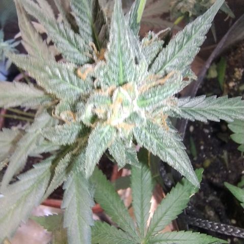 Diabo rojo growlog timeline photo