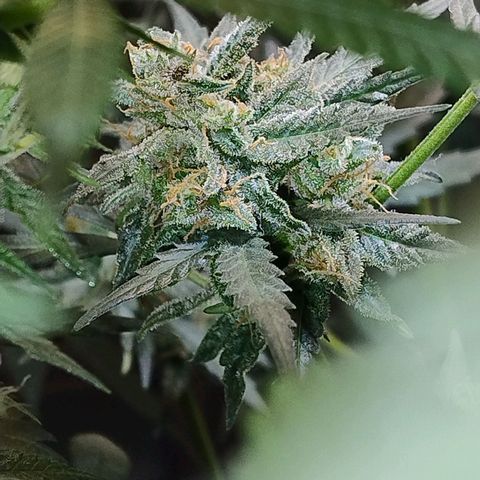 Diabo rojo growlog timeline photo