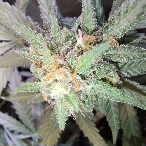 Diabo rojo growlog timeline photo