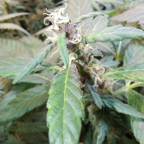Purple lemonade#2 growlog timeline photo