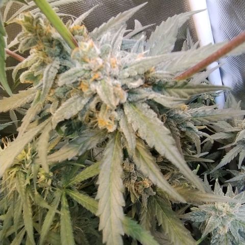 Diabo rojo growlog timeline photo