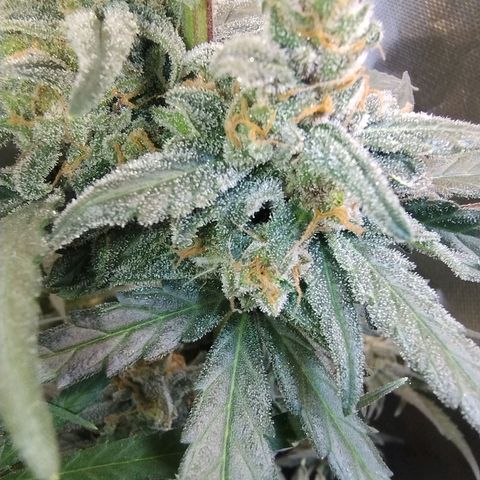 Diabo rojo growlog timeline photo