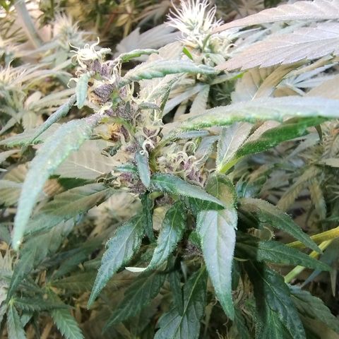 Purple lemonade#2 growlog timeline photo