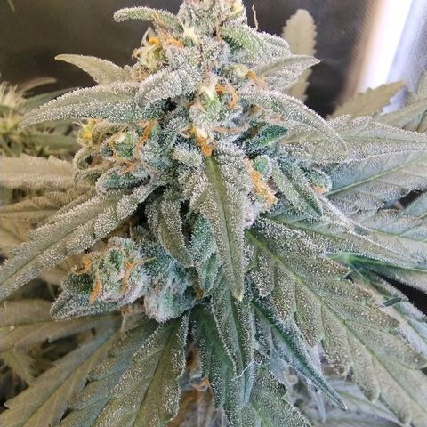 Diabo rojo growlog timeline photo
