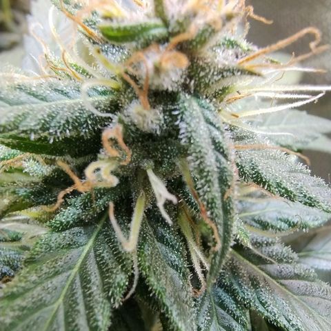 Purple lemonade growlog timeline photo