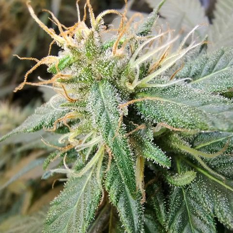 Purple lemonade growlog timeline photo