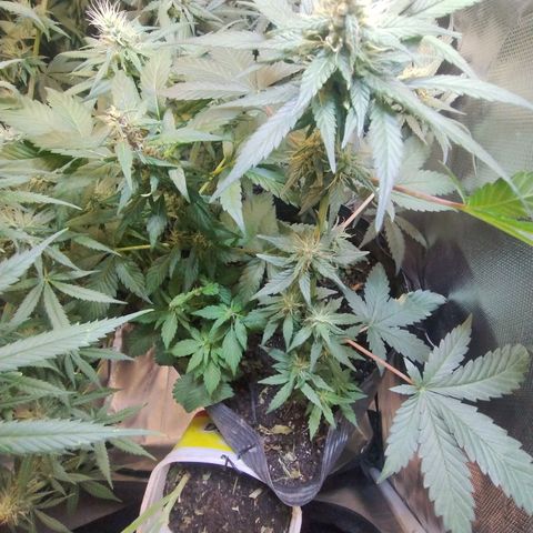 Purple lemonade growlog timeline photo