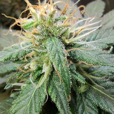 Purple lemonade growlog timeline photo