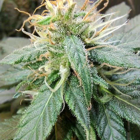 Purple lemonade growlog timeline photo