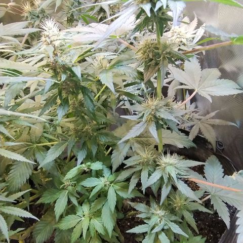 Purple lemonade growlog timeline photo