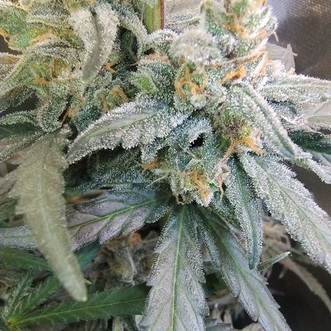 Diabo rojo growlog timeline photo