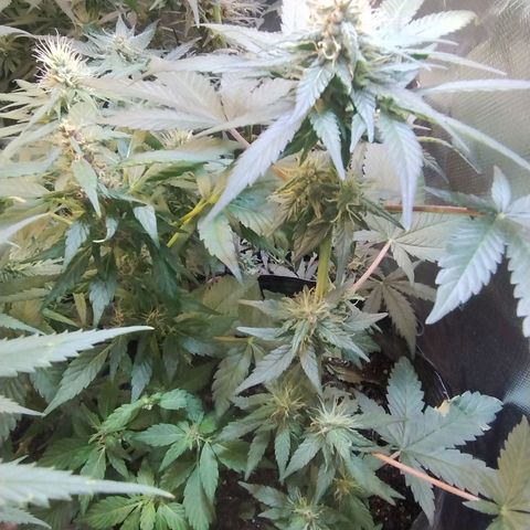 Purple lemonade#2 growlog timeline photo