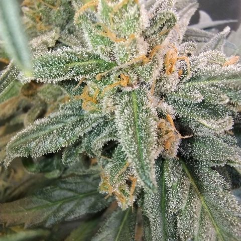 Diabo rojo growlog timeline photo