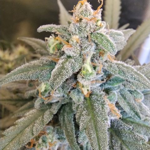 Diabo rojo growlog timeline photo