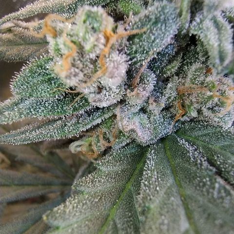Diabo rojo growlog timeline photo