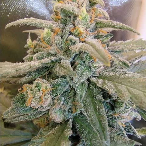 Diabo rojo growlog timeline photo