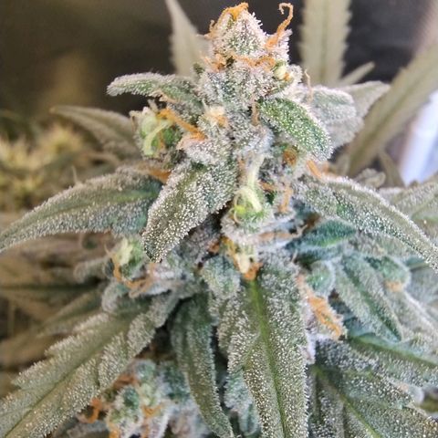 Diabo rojo growlog timeline photo