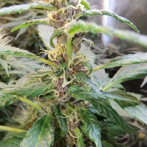 Purple lemonade#2 growlog timeline photo