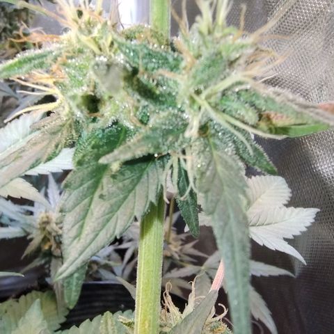 Purple lemonade growlog timeline photo