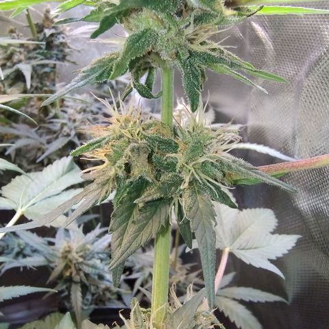 Purple lemonade growlog timeline photo