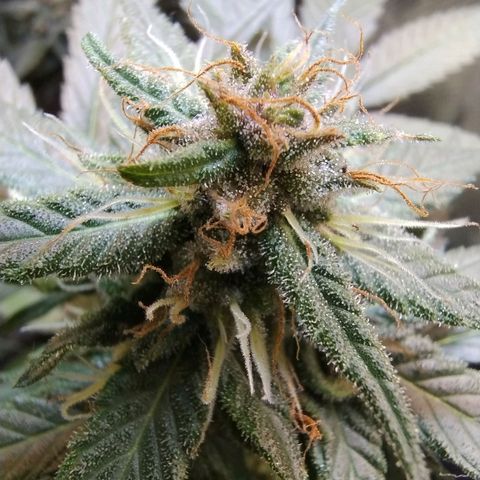 Purple lemonade growlog timeline photo