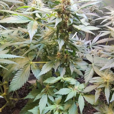 Purple lemonade#2 growlog timeline photo