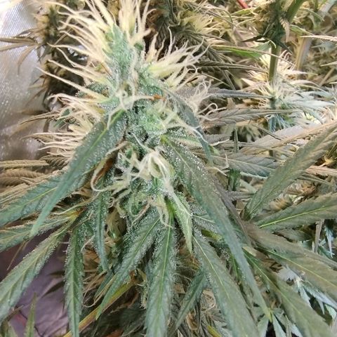 #skunk1 growlog timeline photo