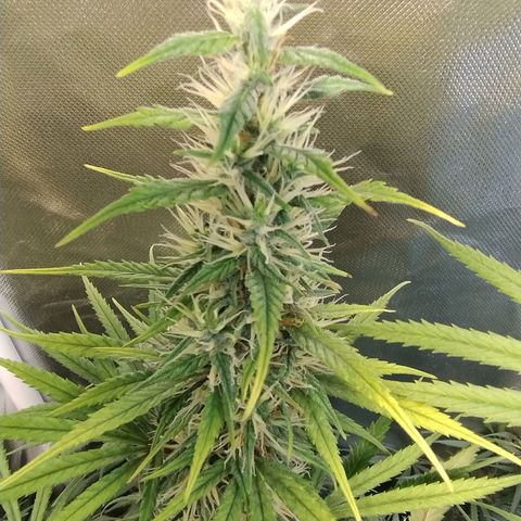 #skunk1 growlog timeline photo