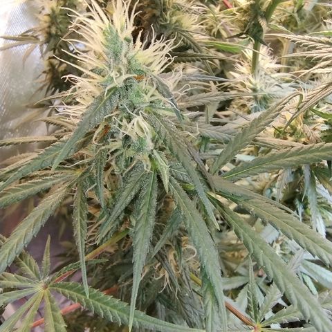 #skunk1 growlog timeline photo