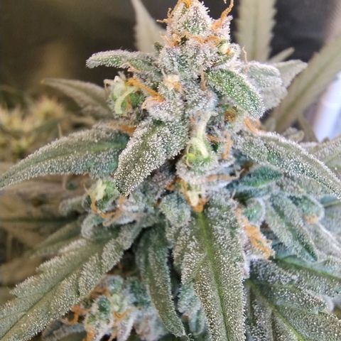Diabo rojo growlog timeline photo