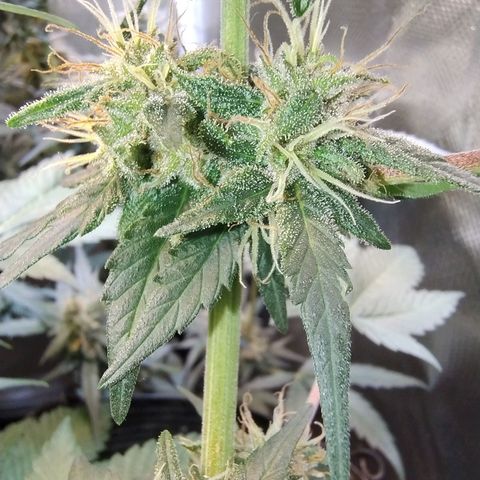 Purple lemonade growlog timeline photo
