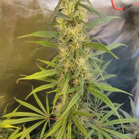 #skunk1 growlog timeline photo