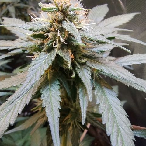 Purple lemonade growlog timeline photo