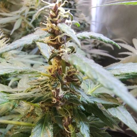Purple lemonade#2 growlog timeline photo